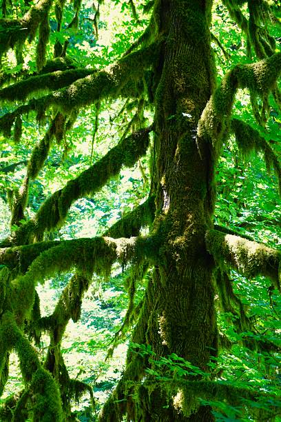 istock Winter Falls Trail at Silver Falls State Park Oregon 2221079689