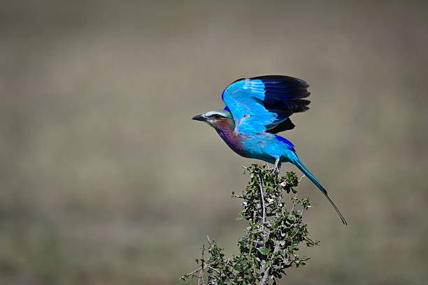 istock Lilac-breasted roller takes off from green bush 2221089136