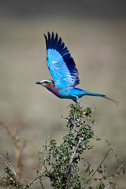 istock Lilac-breasted roller takes off from tangled bush 2221089727