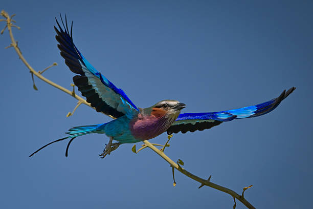 istock Lilac-breasted roller taking off from green branch 2221090097