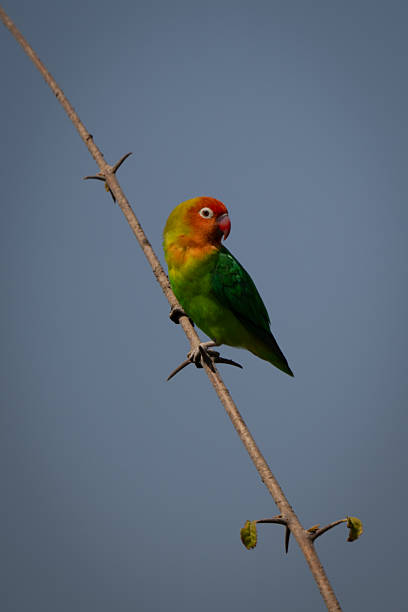 istock Lilian lovebird on thin branch turning back 2221090773