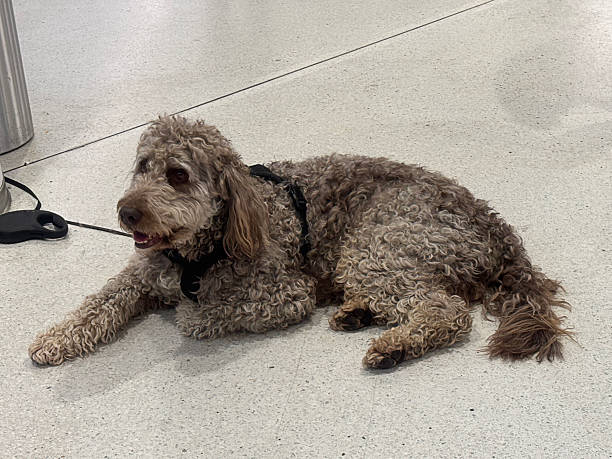 istock The dark brown moyen poodle is waiting for someone. 2221094288