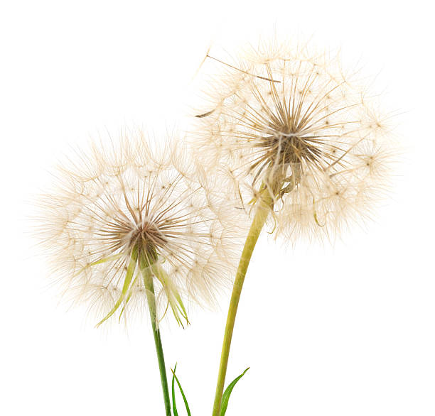 istock Dandelion blossom blow ball  isolated. 2221094348