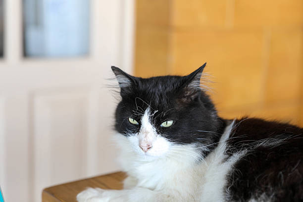 Black and White Color Cat Looking at Camera Curiosity.