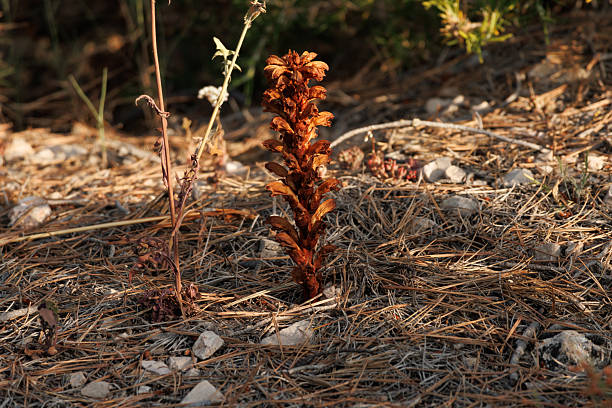 The parasitic plant Orobanche minor dries up in late spring, Sierra de Mariola Natural Park, Alcoy, Spain