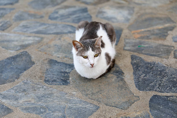 istock White and Gray Cat Sitting on Stone Pavement Outdoors 2221103742