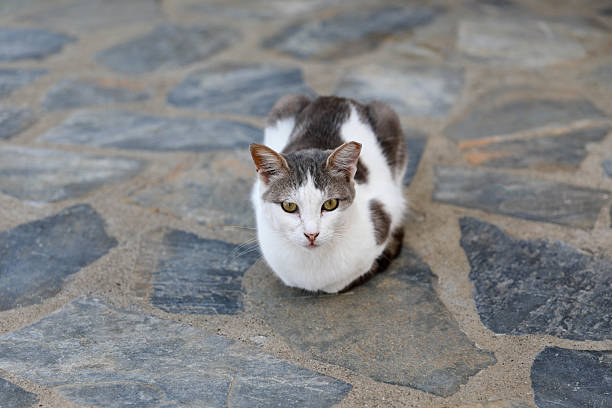 A calm white and gray domestic cat sits in a relaxed \