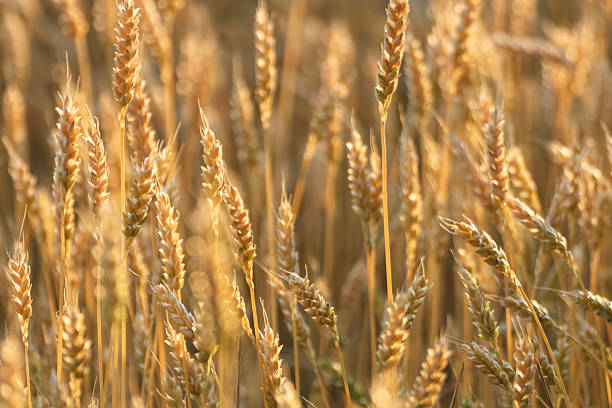 istock Wheat Crops in Ripe Grains Field 2221107240
