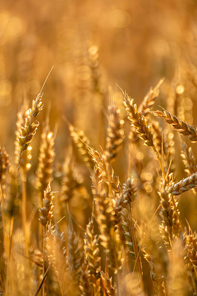 Wheat Spikes on Sunny Field Vertical View