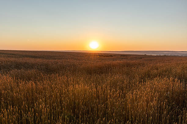 istock Wheat Field Glowing in Morning Sun 2221107340