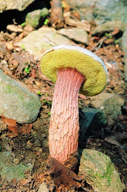 istock Cortinarius sp. - Brown Hairy Webcap Mushroom on Forest Floor 2221109489