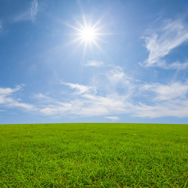 istock green rural field at the summer sunny day 2221111360
