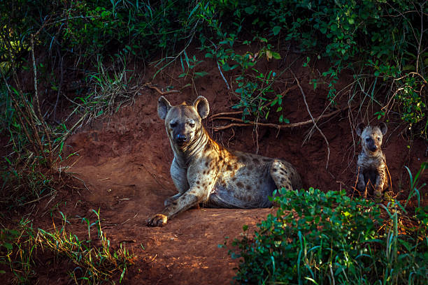 istock Spotted hyaena in Kruger National park, South Africa 2221114120