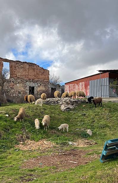 istock Sheep Grazing on Green Pasture Near Rustic Ruins Under Cloudy Skies 2221114202