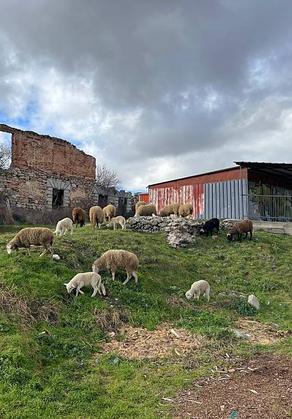 istock Sheep Grazing on Green Pasture Near Rustic Ruins Under Cloudy Skies 2221114221
