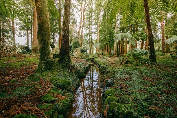 Lush Green Forest Scene With a Small Reflective Stream and Abundant Moss Covered Trees. Enchanting Woods, Natural Landscape, Tranquil Environment, Ferns. nature-themed, environmental and travel