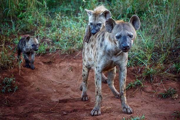 istock Spotted hyaena in Kruger National park, South Africa 2221115581