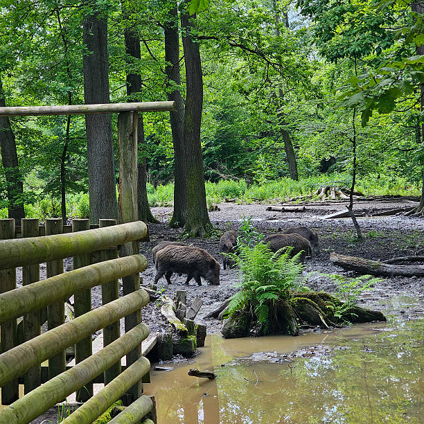 A spacious park with animals far from the city. A massive forest boar at the edge of the forest. He dug himself a small hole at the edge of the field and is resting calmly.