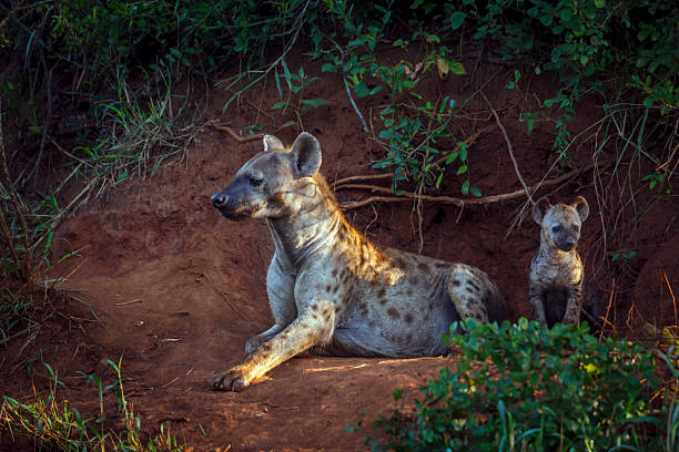 istock Spotted hyaena in Kruger National park, South Africa 2221116394