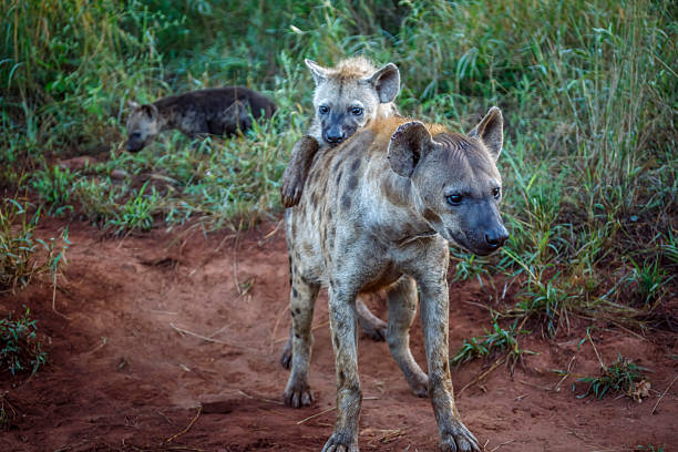istock Spotted hyaena in Kruger National park, South Africa 2221116450