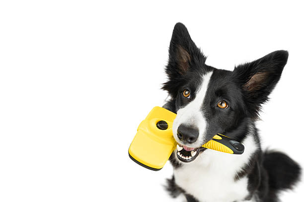 istock A black and white border collie has brought a yellow comb and is waiting to be combed. 2221116525