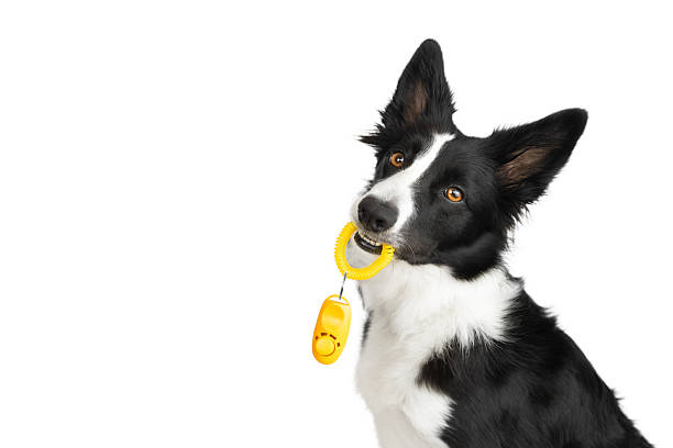 istock A black and white border collie has brought a yellow clicker and is waiting for the training to begin. 2221116537