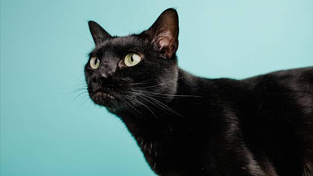 istock Black cat posing on vibrant teal background 2221117128