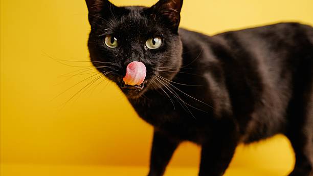 istock Black cat licking its nose on yellow background 2221117773