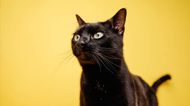 istock Black cat posing on yellow background: feline elegance and charm 2221117845