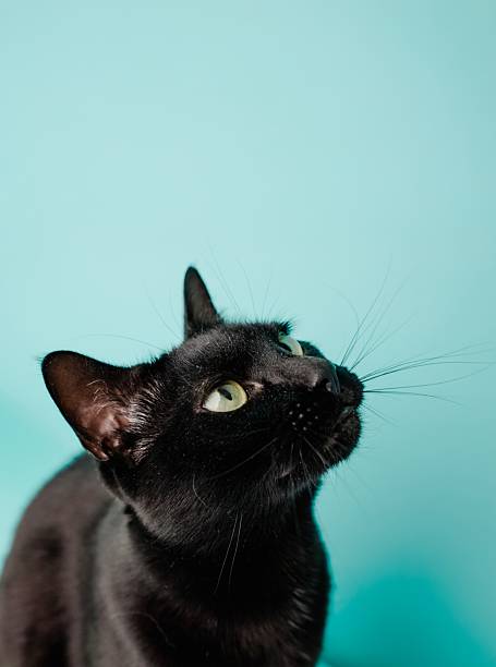 istock Black cat looking up on turquoise background 2221118051