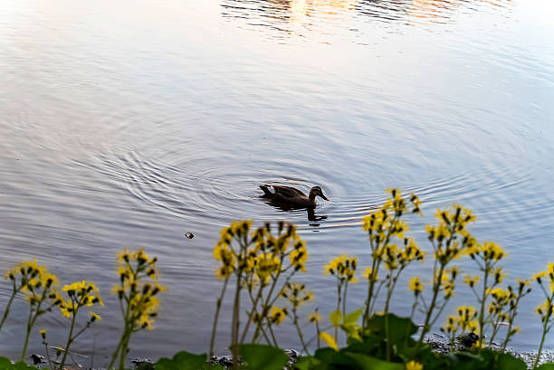 Spot-billed ducks swimming in a pond