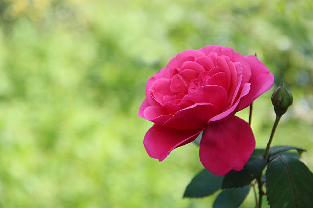Red rose blossoming in garden on blurry green background. Copy space with natural background. Beautiful flower of rose. Flower for holidays. Copy spase for text