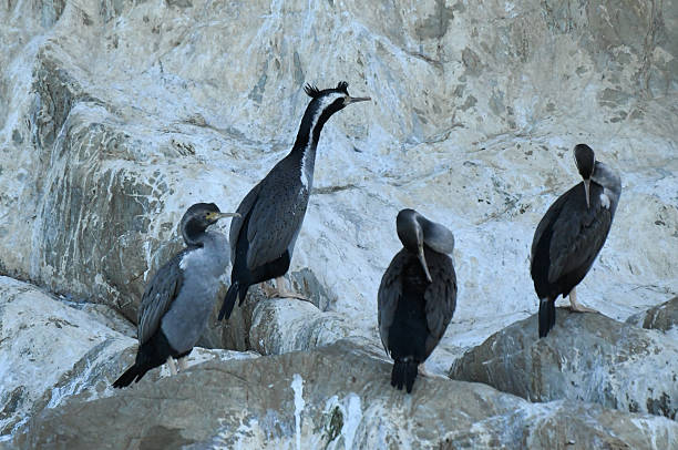 istock Spotted shag (Stictocarbo punctatus) in breeding plumage 2221122987