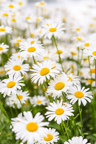 istock Blooming white daisies, chamomile in meadow with soft light and spring atmosphere. Floral background 2221124371