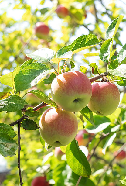 istock Three autumn apples ripen on an apple tree on a sunny day. Eco farm. 2221125846