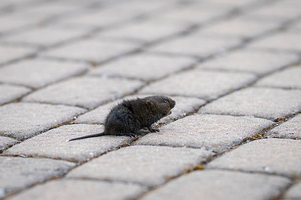 istock European water vole, a semi-aquatic rodent. 2221130198