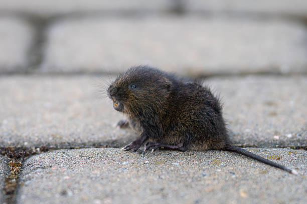 istock European water vole, a semi-aquatic rodent. 2221130199