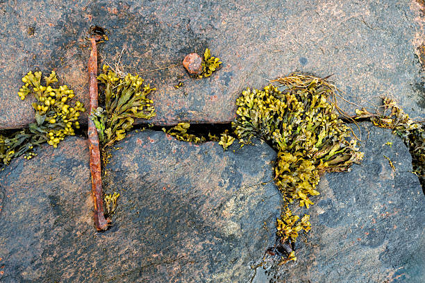 istock Lush green moss and metal nail emerging from rocky surface in a natural setting during daylight 2221131000