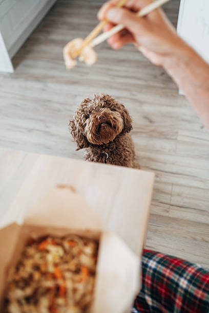 istock Lunch time scene with young man in kitchen eating delivered Thailand pad thai using chopsticks while hungry maltipoo dog watches and man sharing a meal with friend. 2221132058