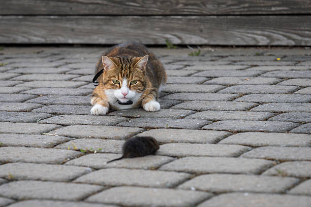 One stray cat moving and walking inside a ruined yard