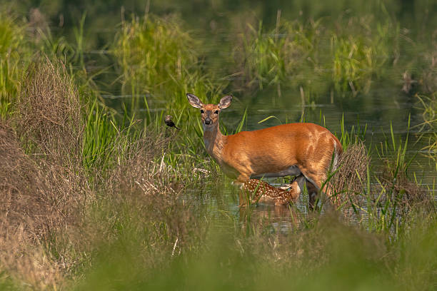 istock Whitetail Doe nurses her fawn in the marsh 2221136432