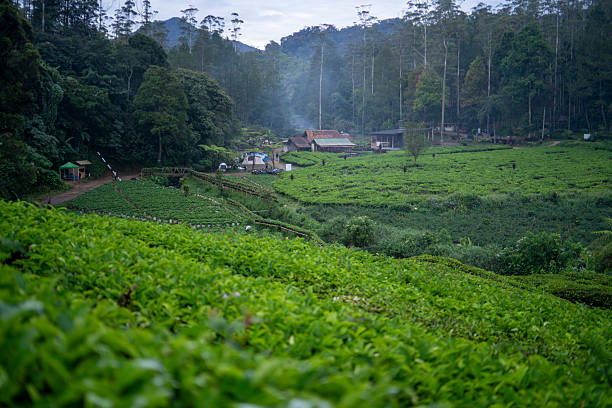 istock Tea plantation ciwidey highlands, Indonesia 2221136597