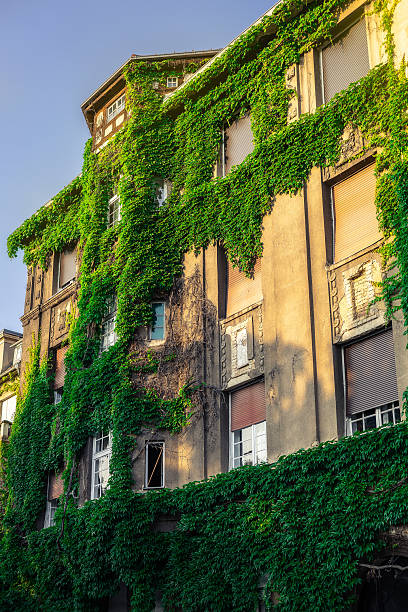istock Building being reclaimed by nature. 2221138050