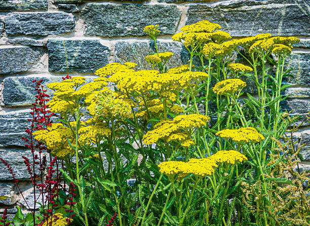 Yellow Yarrow in bloom