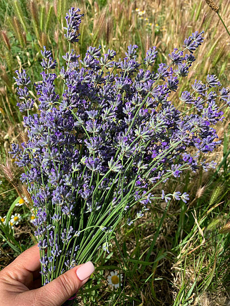 istock Lavender Flowers in Sunlight Close-Up 2221142194