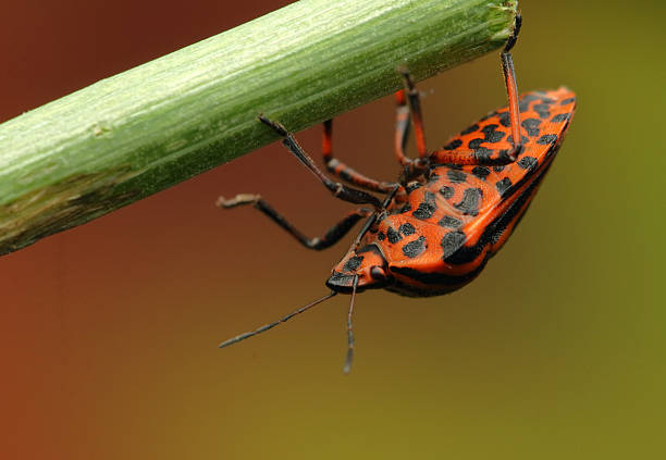 istock Graphosoma insect on a stick 2221143026