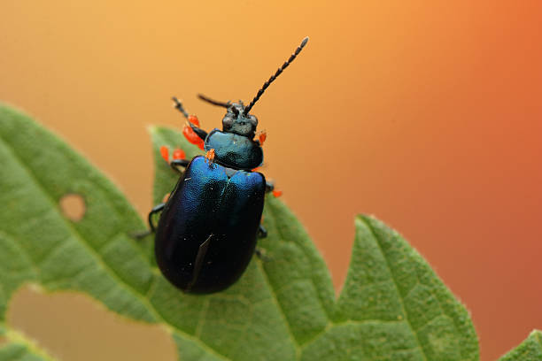 istock Agelastica alni insect on a leaf 2221143028