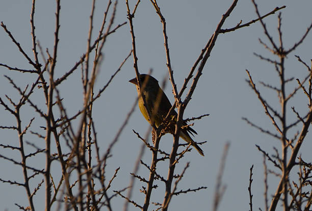 istock A little Greenfinch in the tree  (Chloris chloris) 2221143128
