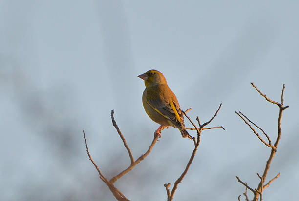 Greenfinches fighting over a sunflower