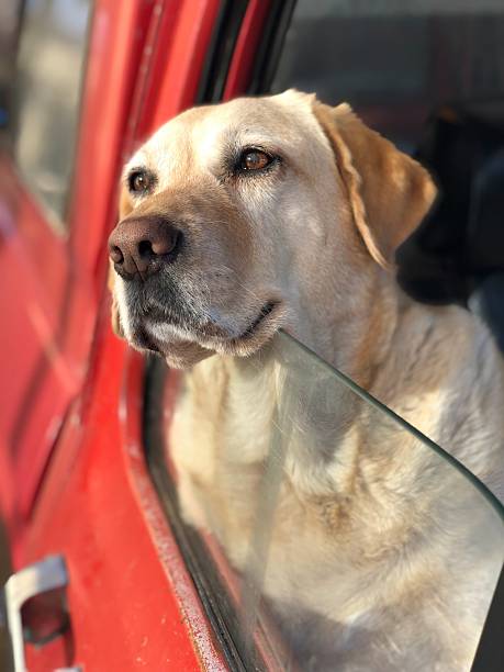 istock Labrador dog enjoying car ride with open window 2221143521